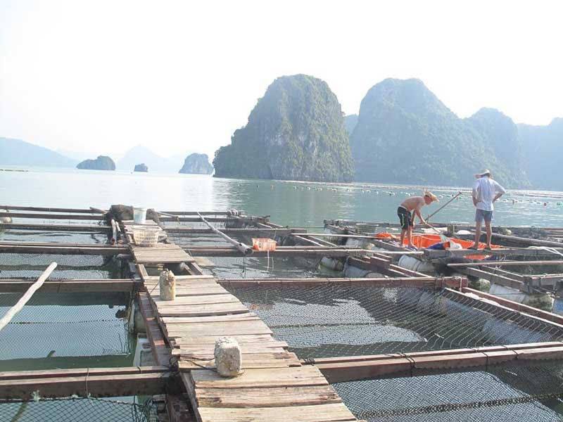 Lồng bè nuôi trồng thủy hải sản bằng khung gỗ.