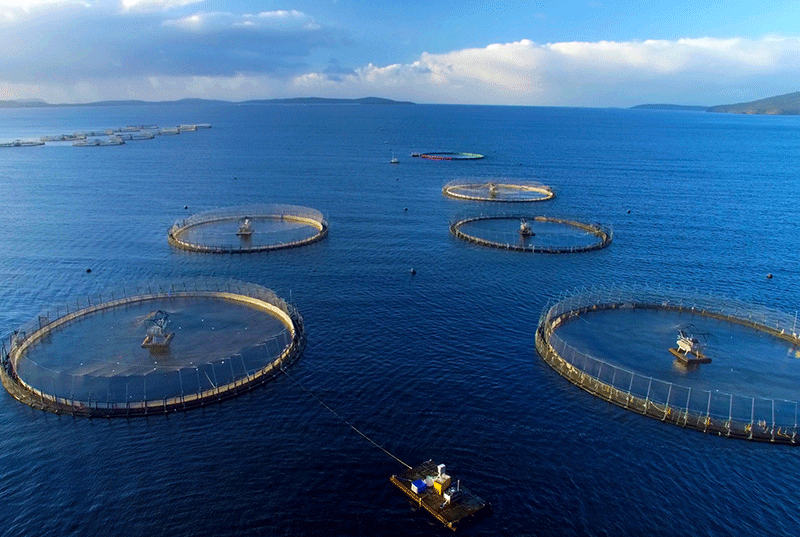 Mô hình nuôi cá rô phi xuất khẩu hiệu quả từ doanh nghiệp lớn.