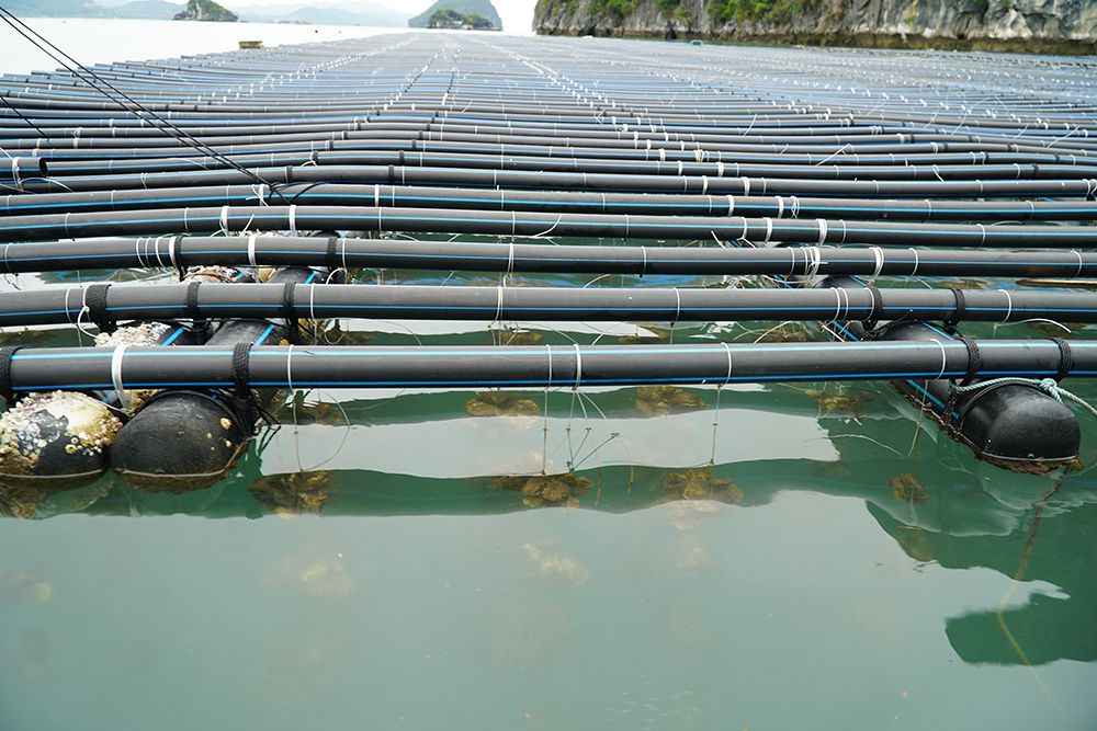 Ứng dụng ống HDPE trong nuôi trồng thủy sản làm giàn nổi HDPE nuôi hàu, nuôi nhuyễn thể